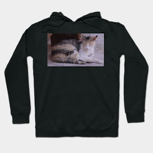 Abbey Cat Hoodie